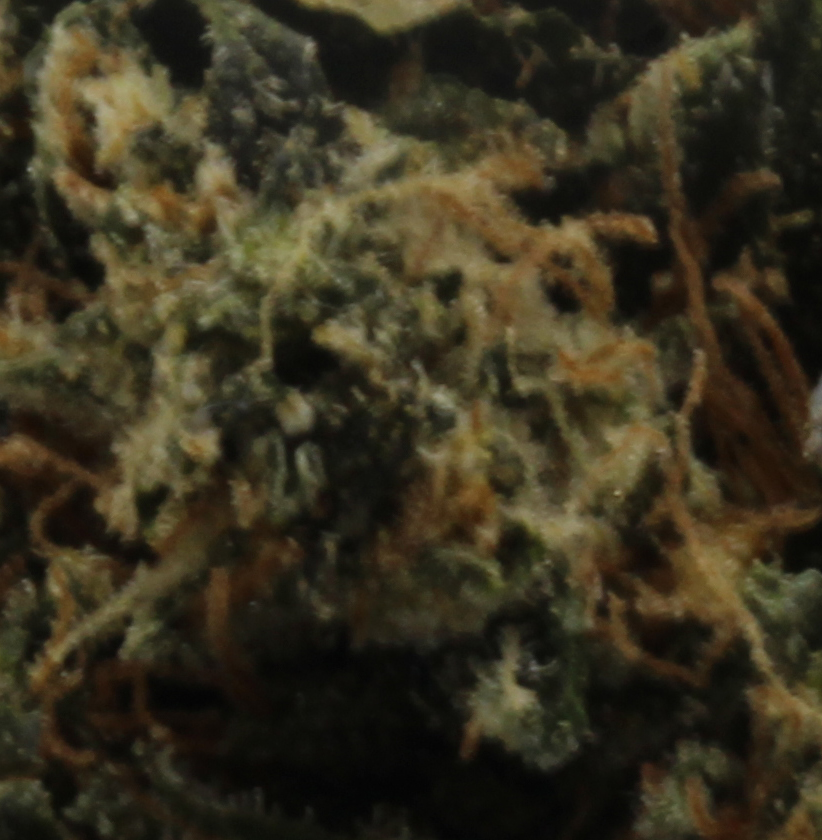 Sensi Star (AAAA+) $6.25/gram - Image 2