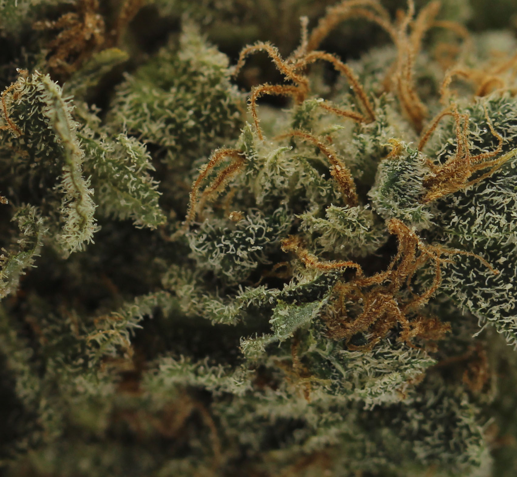 Hawaiian Cheesecake (AAA) $4.29/gram - Image 2