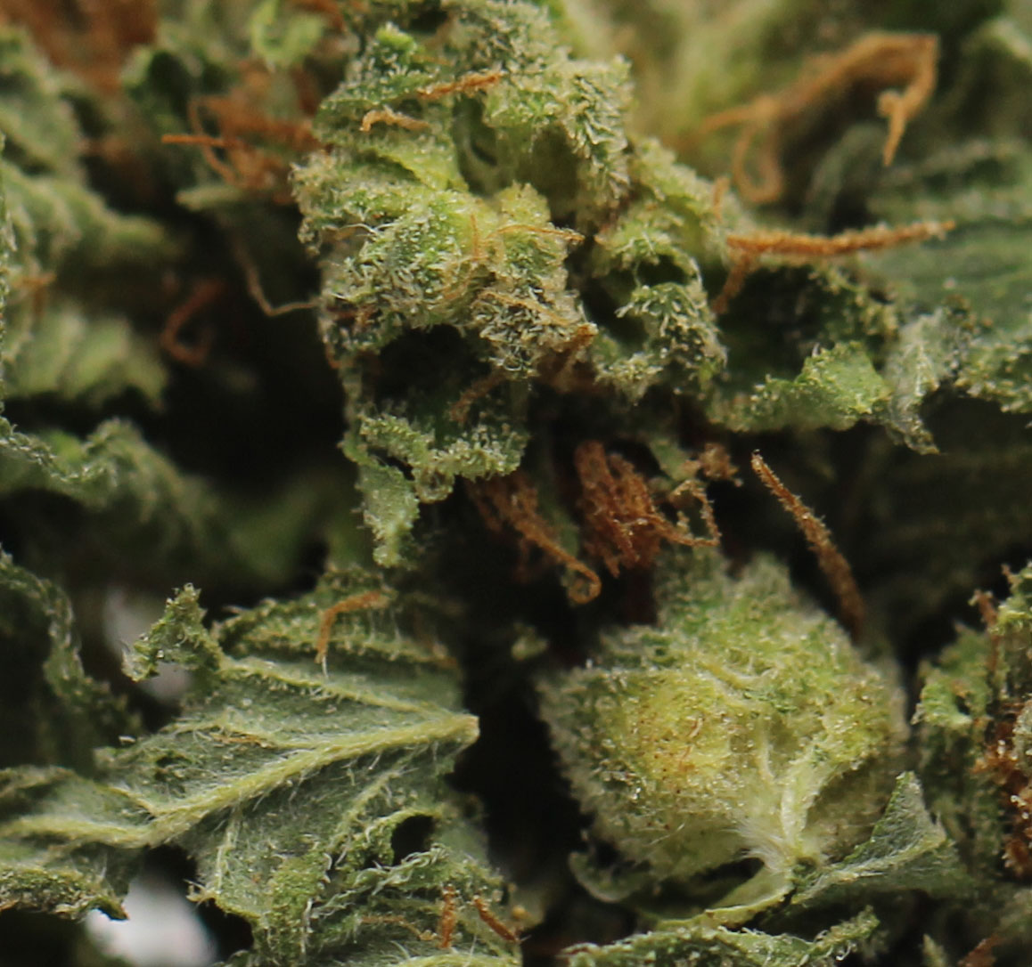 Island Sweet Skunk (AAAA+) $6.07/gram - Image 2