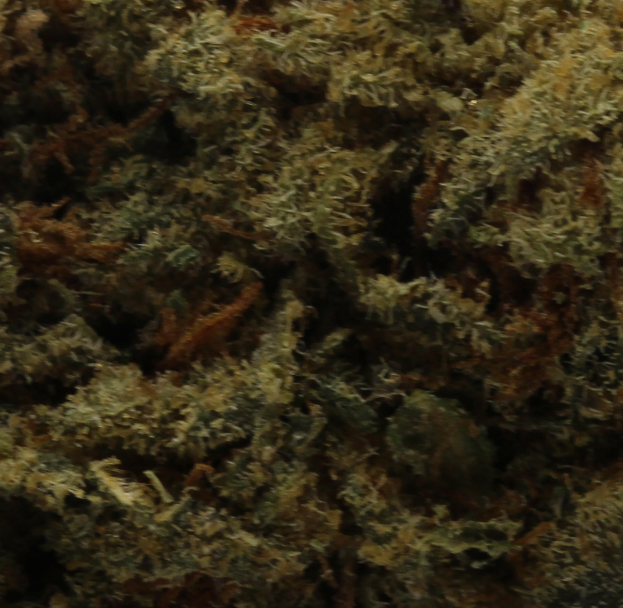 Mandarin Sunset (AAA) $4.10/gram - Image 2