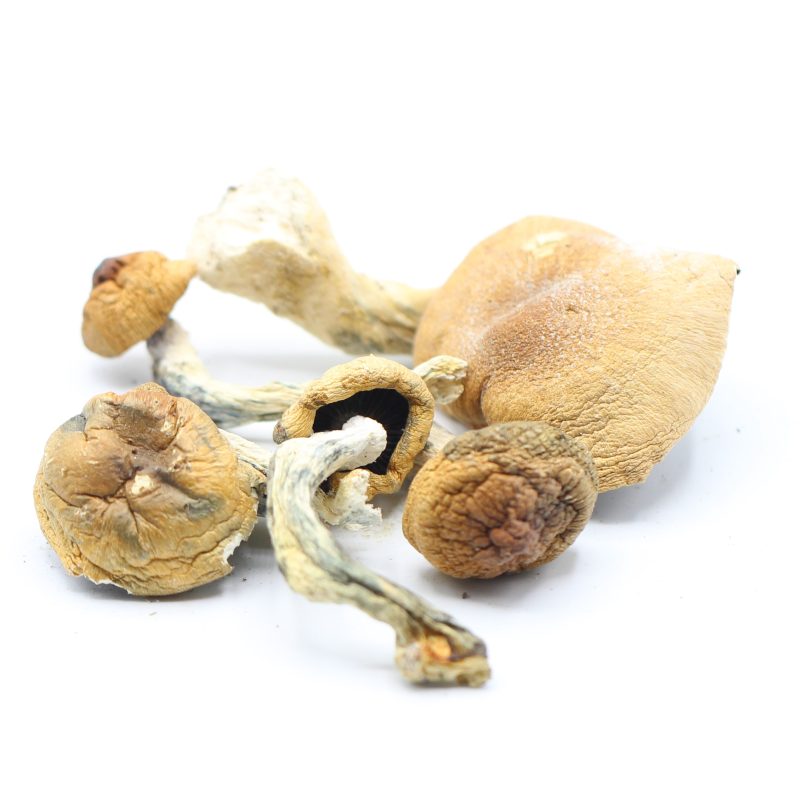 B+ Shrooms