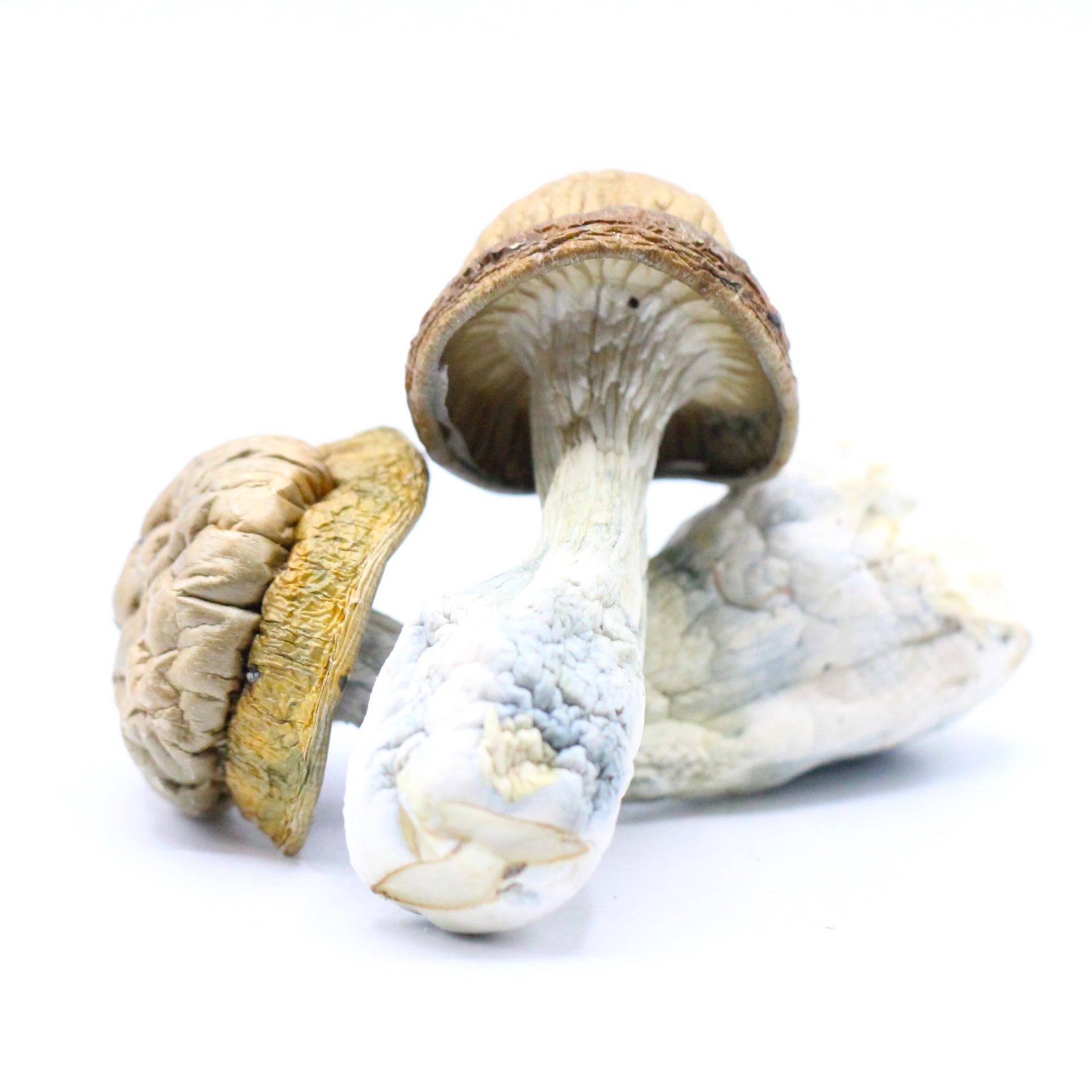 Gold Member Shrooms