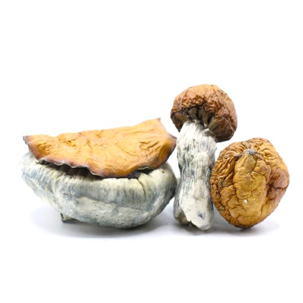 King Kong Shrooms